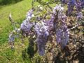 Chinese Wisteria / Wisteria sinensis 